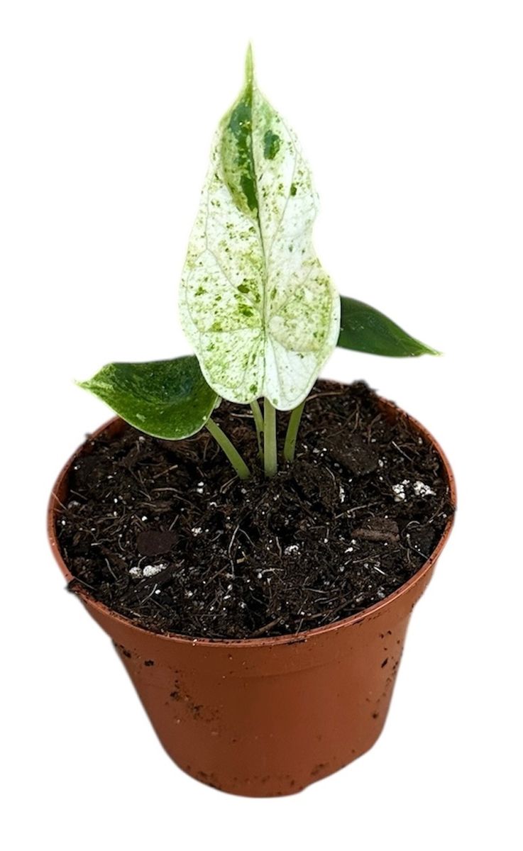 Alocasia ‘Dragon Scale Mint’