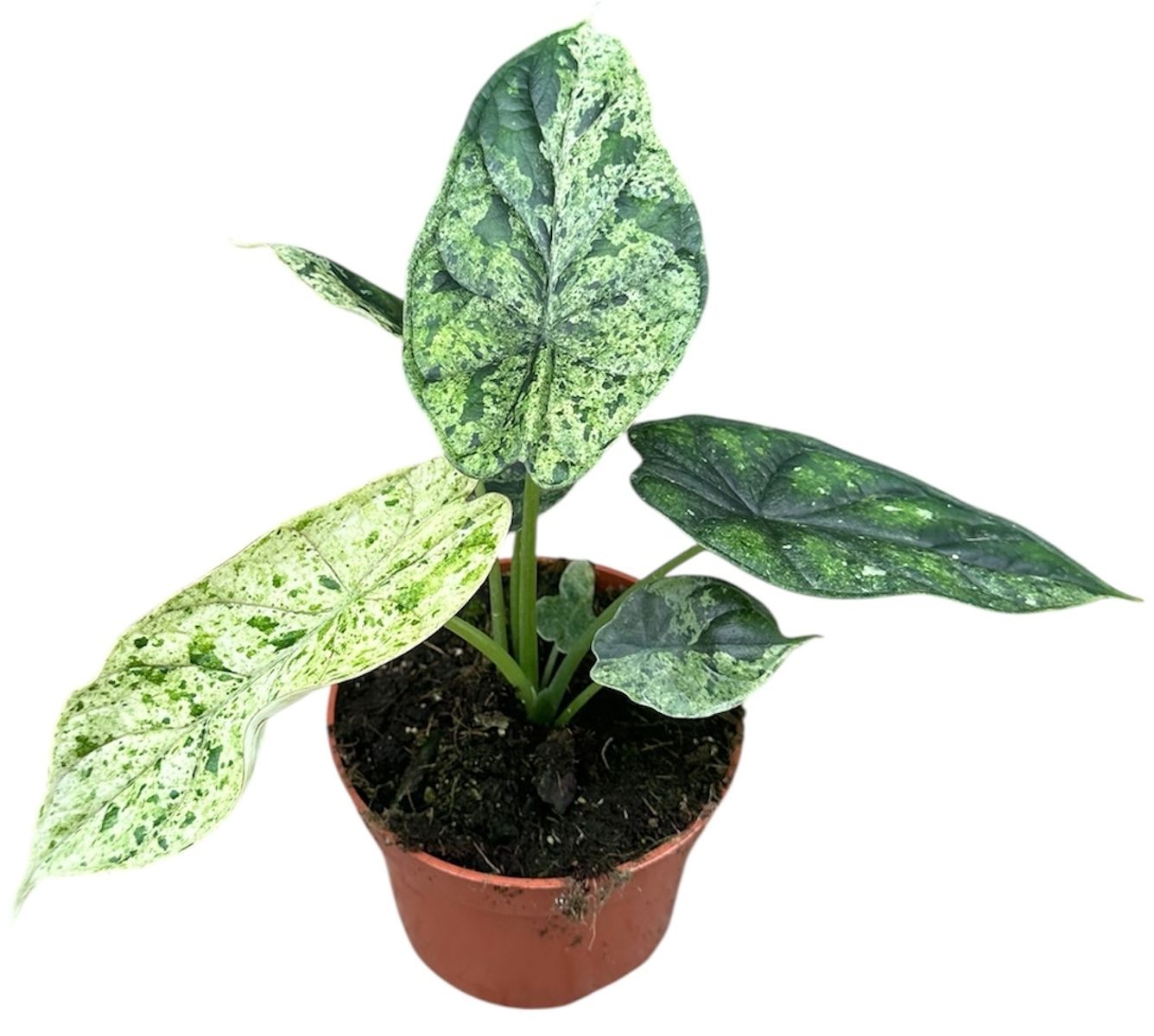 Alocasia ‘Dragon Scale Mint’