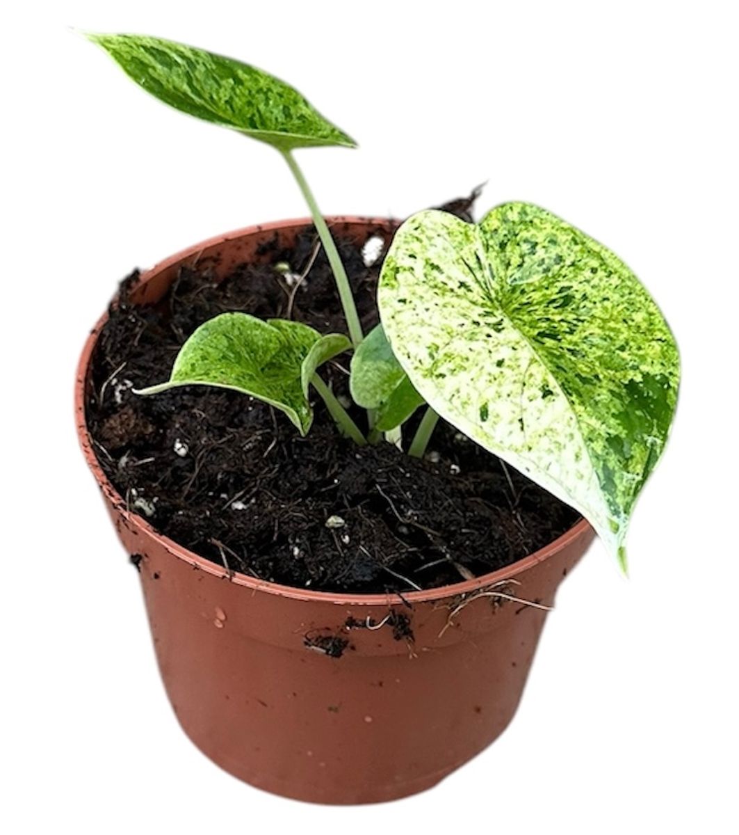 Alocasia ‘Dragon Scale Mint’